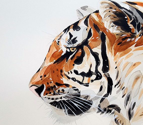 Tiger is the king of wild