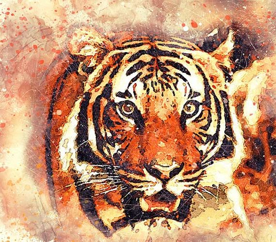 Wildlife tiger photography