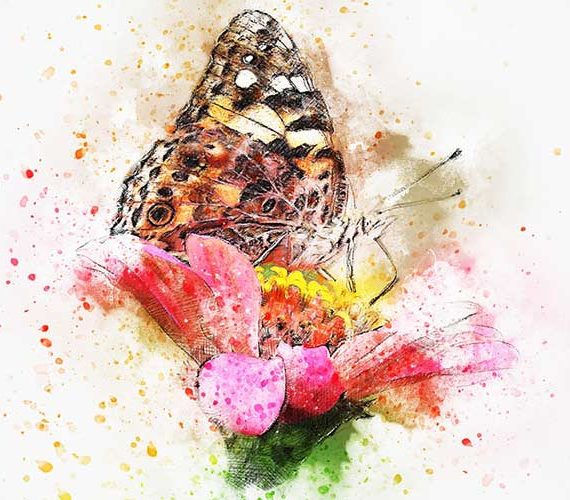 Butterfly