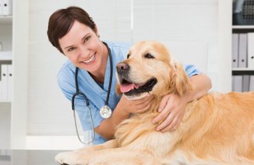 Veterinarian is helping our pets
